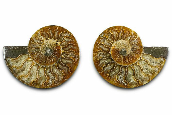 Cut & Polished Ammonite Fossil - Madagascar #377549